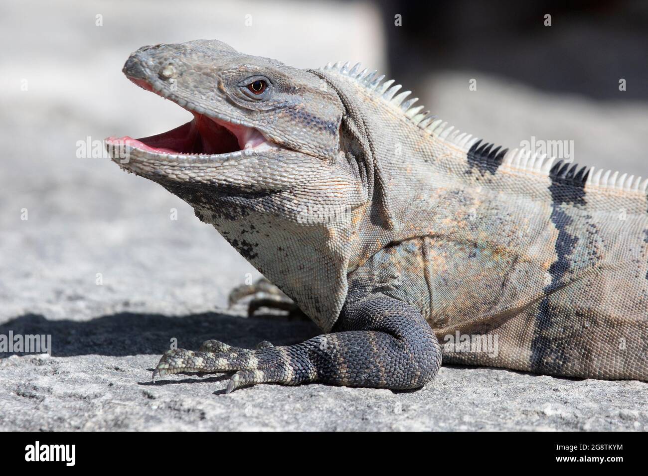 Iguana à queue épineuse noire (Ctenosaura similis) avec la bouche ouverte comme menace pour d'autres iguanes Banque D'Images