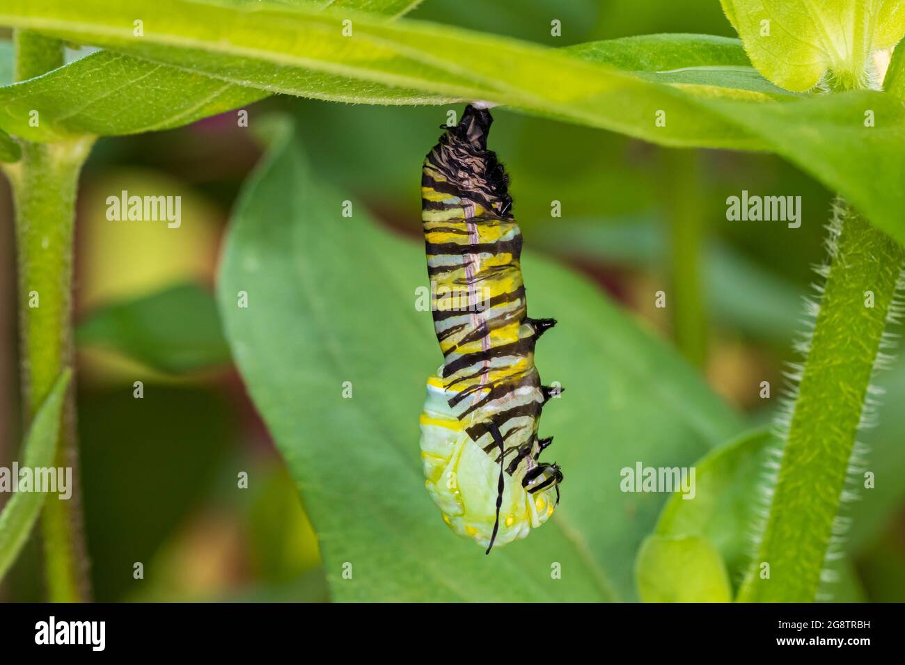 La chenille de papillon de monarque se mariant à la chrysalide. Conservation des papillons, cycle de vie, préservation de l'habitat et jardin de fleurs de cour. Banque D'Images