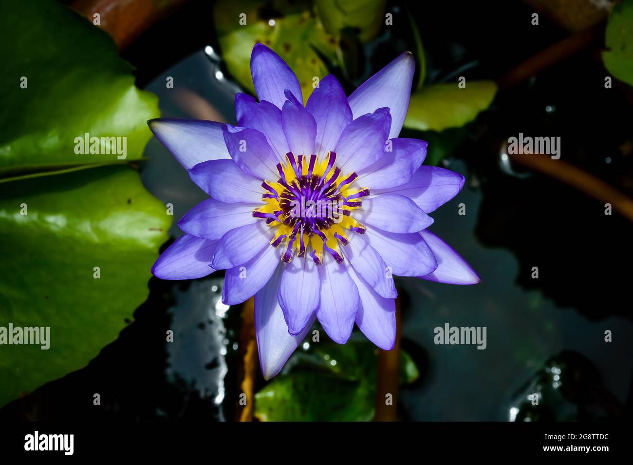 violet eau illy, violet fleur de lotus avec pollen jaune avec fond vert de tampon Banque D'Images