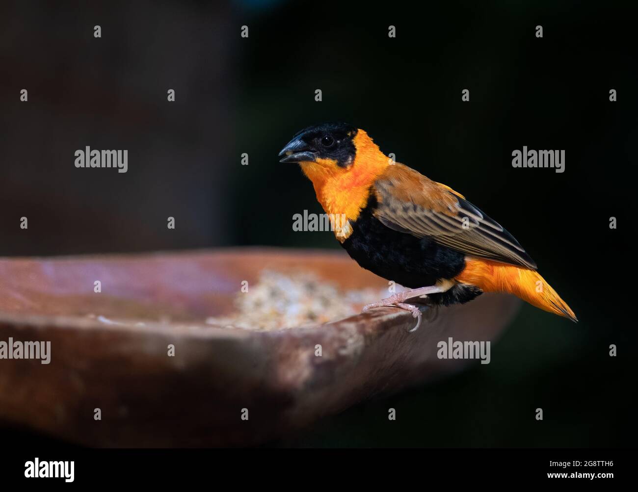 Photo de l'Évêque rouge du Nord, également connu sous le nom d'Évêques franciscains, avec une attention sélective sur l'oiseau Banque D'Images