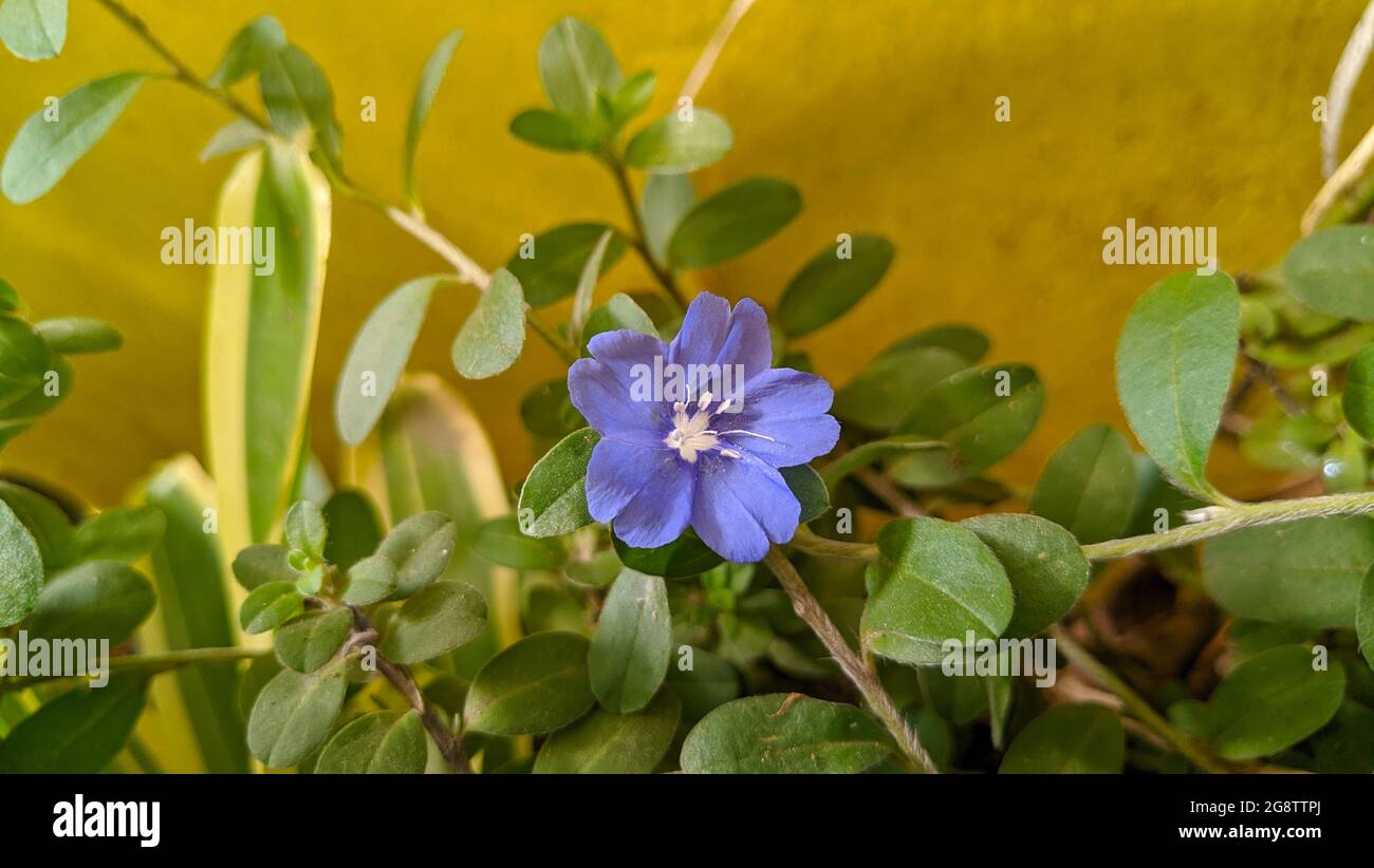 Fleur de violet doux dans un jardin Banque D'Images