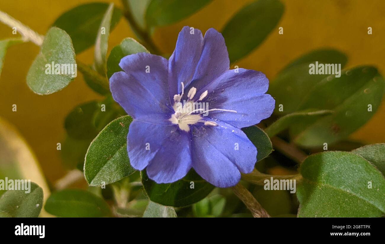 Gros plan Blossom de violet doux dans un jardin Banque D'Images