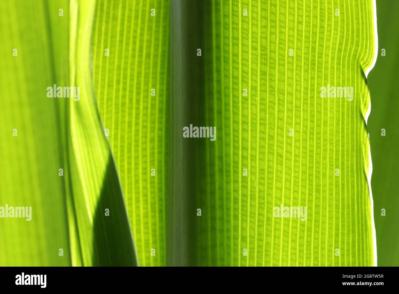 Une macro-image de la structure et du modèle cellulaires dans une feuille de plante jaune vert vif. Couleur rétro-éclairée Banque D'Images
