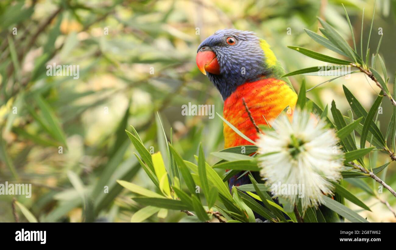 Un gros plan du perroquet australien de couleur vive, le Rainbow Lorikeet, au milieu des feuilles et des fleurs de la brosse à bouteille Banque D'Images