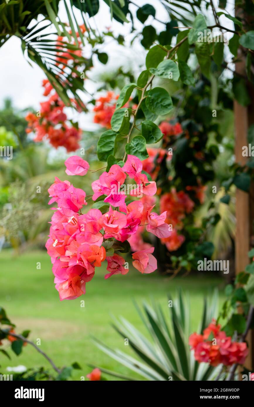 Bougainvillea est un genre de vignes ornementales, de buissons et d'arbres appartenant à la famille des quatre heures Banque D'Images