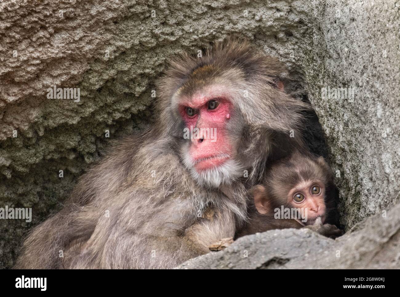 Mère Madeline et singe de neige âgé de deux mois (macaque japonais) Banque D'Images