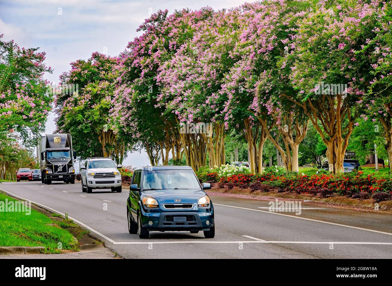 Des arbres à myrte de colza rose (Lagerstroemia) fleurissent sur le boulevard de l'Université en face de l'Université de l'Alabama du Sud, le 18 juillet 2021, à Mobile, Alabama. Banque D'Images
