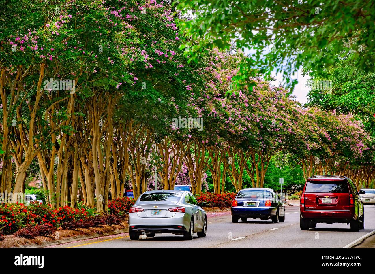 Des arbres à myrte de colza rose (Lagerstroemia) fleurissent sur le boulevard de l'Université en face de l'Université de l'Alabama du Sud, le 18 juillet 2021, à Mobile, Alabama. Banque D'Images