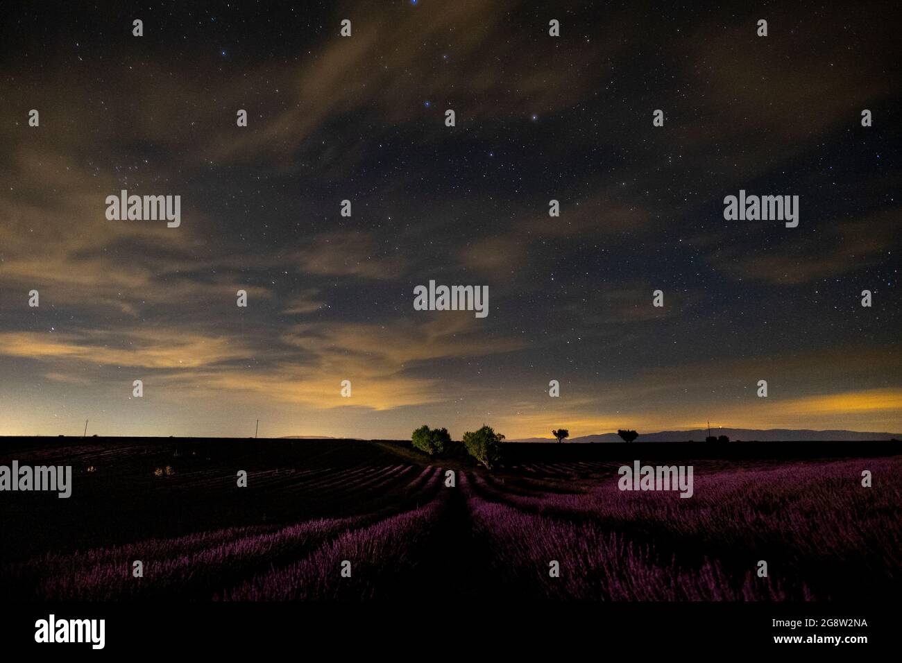 Image nocturne du champ de lavande en france, provence valensole - belle vue des fleurs violettes et des étoiles dans le ciel - parfum de production p Banque D'Images