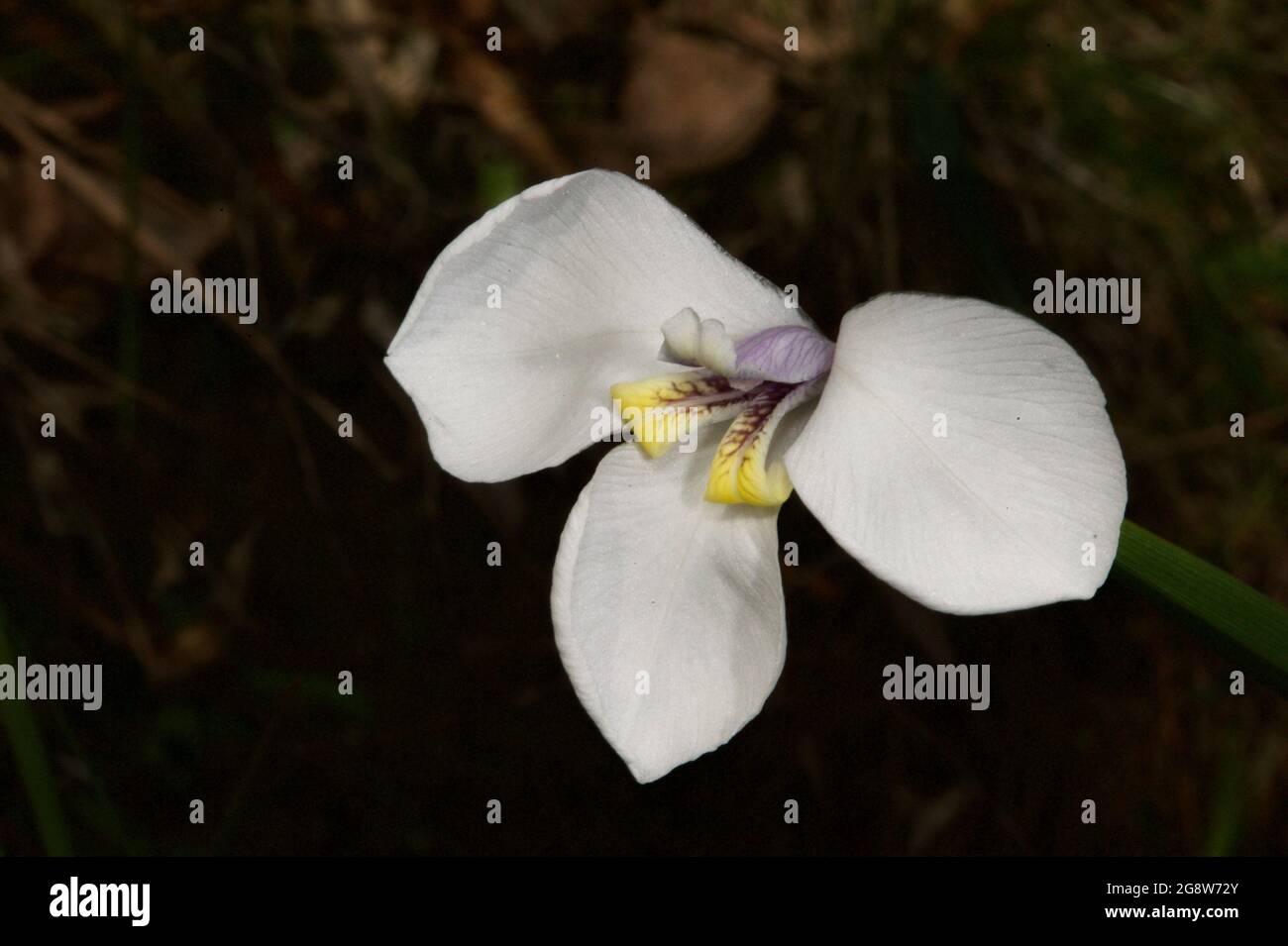 On pense souvent que des drapeaux papillons (Dilarrena Moraea) sont introduits parce que les conseils locaux les plantent souvent dans des parcs et des jardins. Ils sont natifs. Banque D'Images