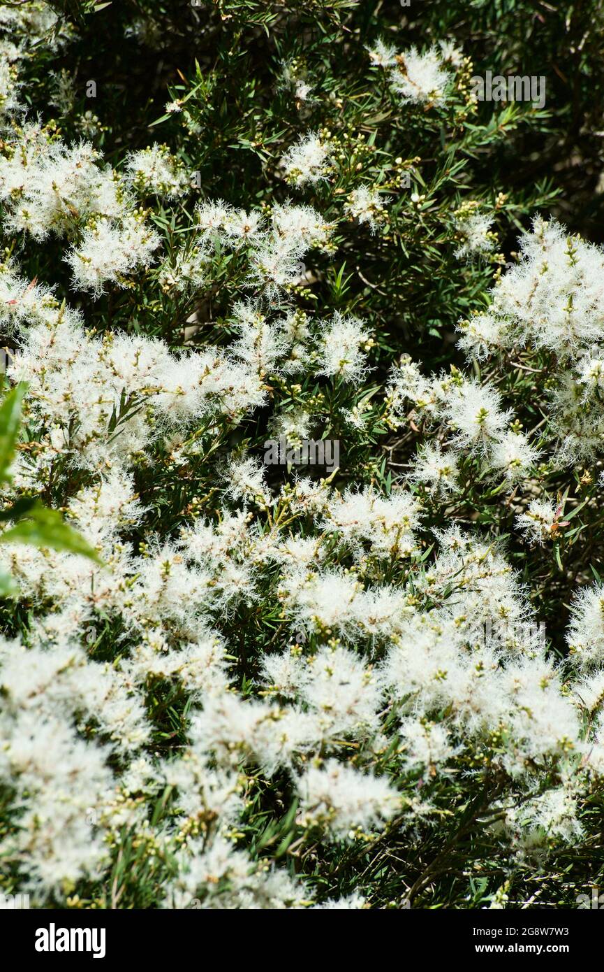 Ce Melaleuca (Melaleuca Linarifolia) est communément appelé neige en été, parce que l'arbre ressemble à il est couvert de neige quand en fleur. Banque D'Images