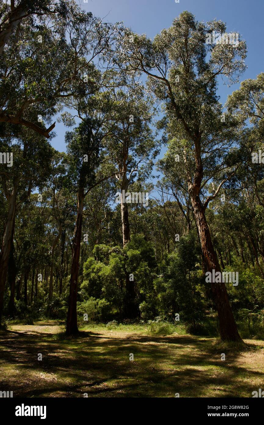 Ces rois de la forêt sont des Eucalyptus regnans, également connus sous le nom de Mountain Ash, ou en Tasmanie, sous le nom de Tasmanian Oak. Leur bois est populaire pour le mobilier. Banque D'Images