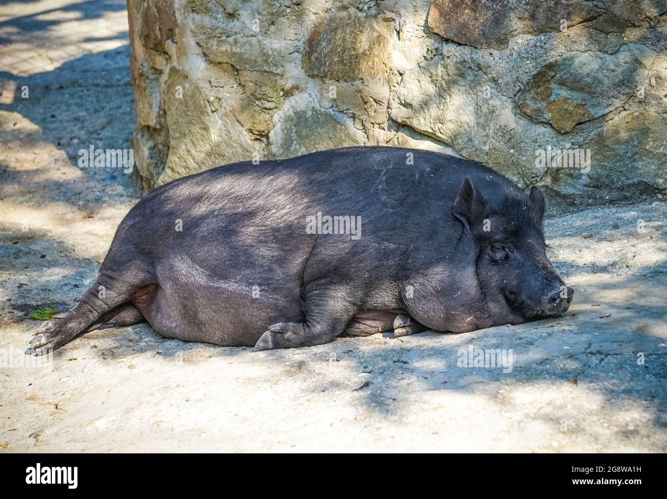Portrait d'un cochon dormant sur le sol par une journée ensoleillée Banque D'Images