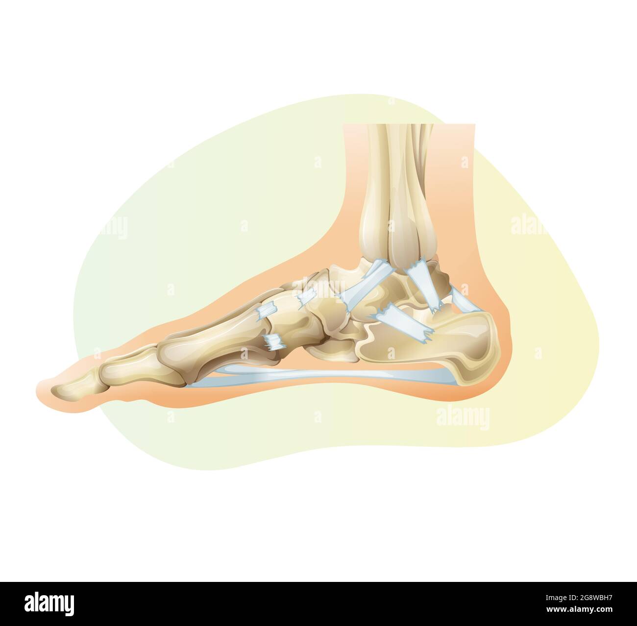 L'articulation de la cheville avec le ligament - Illustration du stock comme fichier EPS 10 Illustration de Vecteur