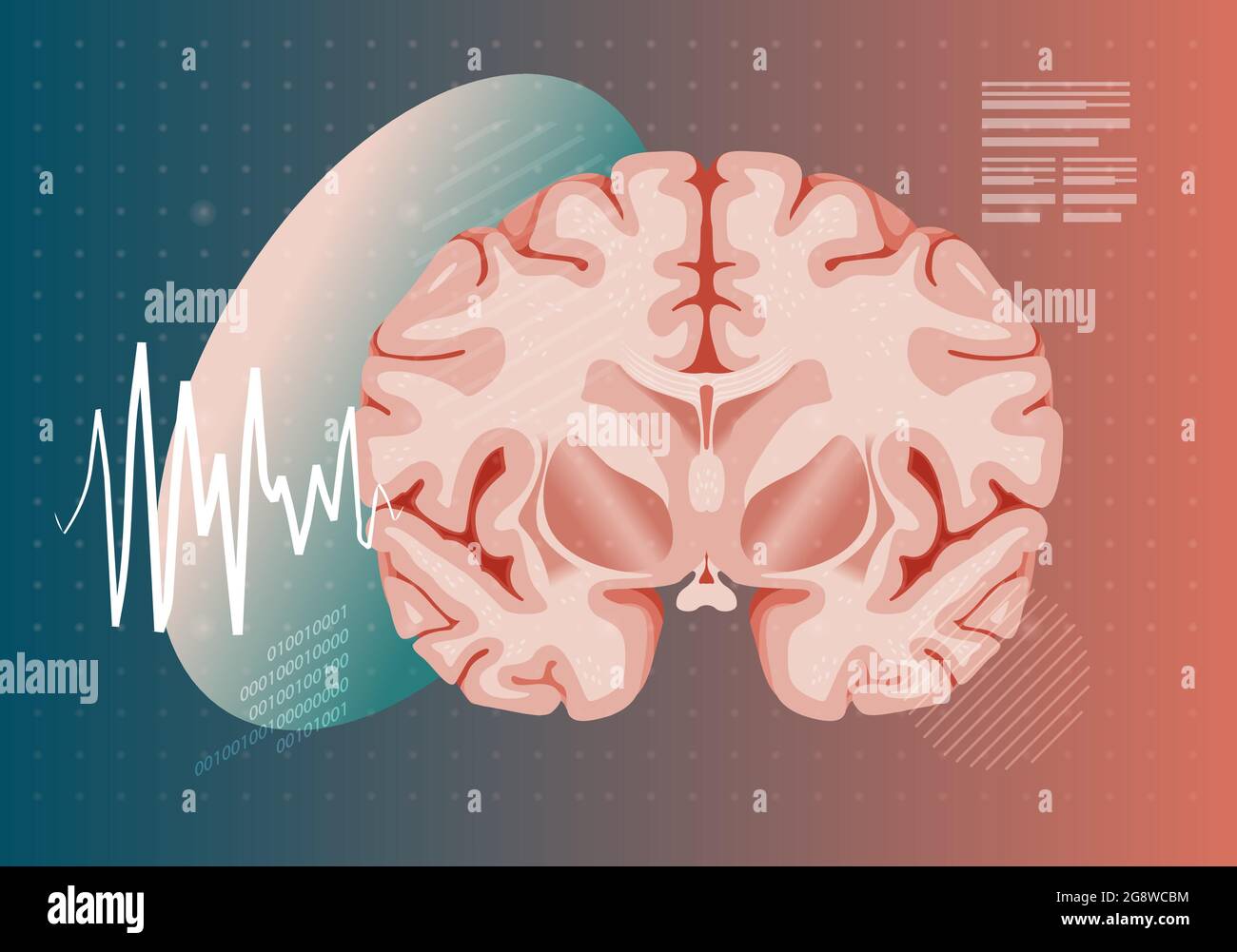 Section transversale du cerveau - Illustration comme fichier EPS 10 Illustration de Vecteur