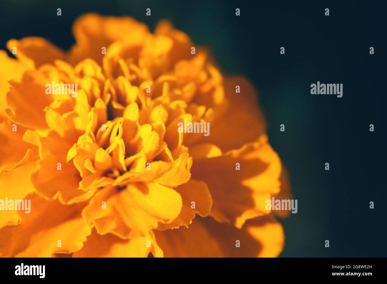 gros plan sur une fleur orange marigold sur fond sombre Banque D'Images