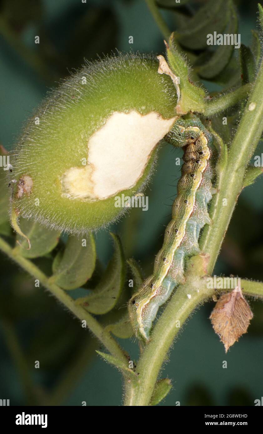 GROS PLAN DU CHOUETTE DE DÉTRUIRE HELIOTHIS (HELICOVERPA), ÉGALEMENT CONNU SOUS LE NOM DE CHOUETTE DE BOURGEON, CHOUETTE DE CAPSULE OU CHOUETTE DE MAÏS. Banque D'Images
