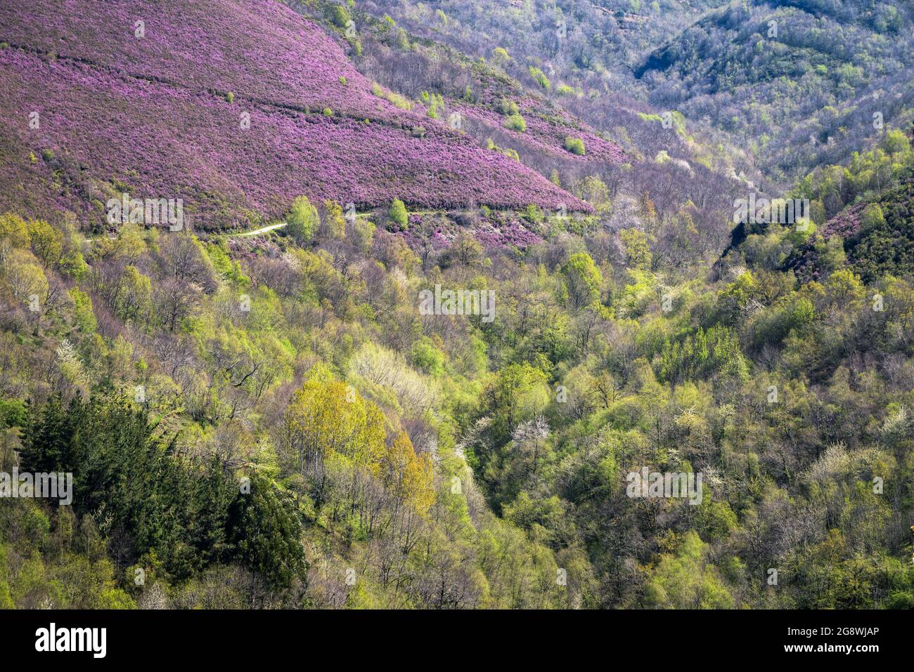 La floraison printanière de bruyère pourpre sur les forêts décidues de Courel Galice Banque D'Images