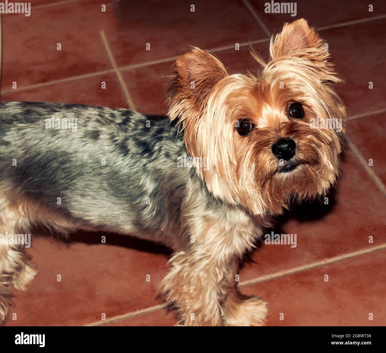 Adorable et adorable chien du Yorkshire Terrier, qui regarde vers le haut Banque D'Images