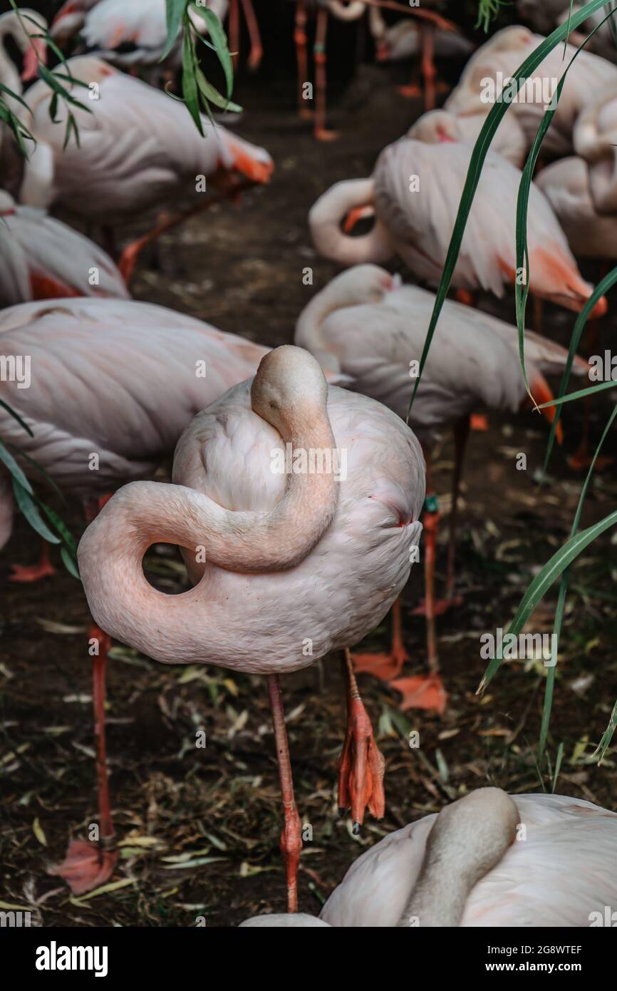 Groupe de Flamingos rose.repos plus grand flamango, Phoenicopterus roseus, gros plan.oiseaux exotiques dans LE ZOO sélective focus.faune scène animale. Banque D'Images