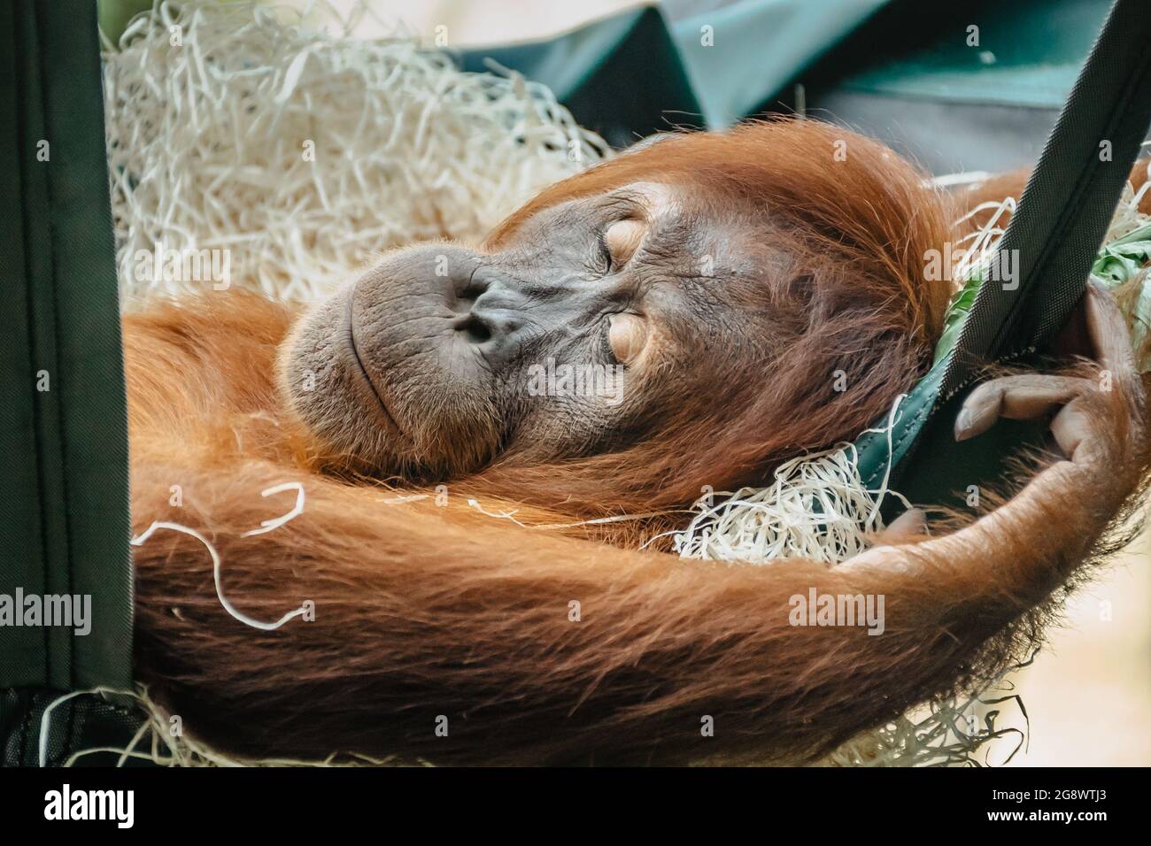 Orang-outan mignon avec fourrure rouge ayant un repos dans LE ZOO. Animal sauvage exotique dormant en balançoire. Homme adulte de Sumatran orangutan.singe en voie de disparition Banque D'Images