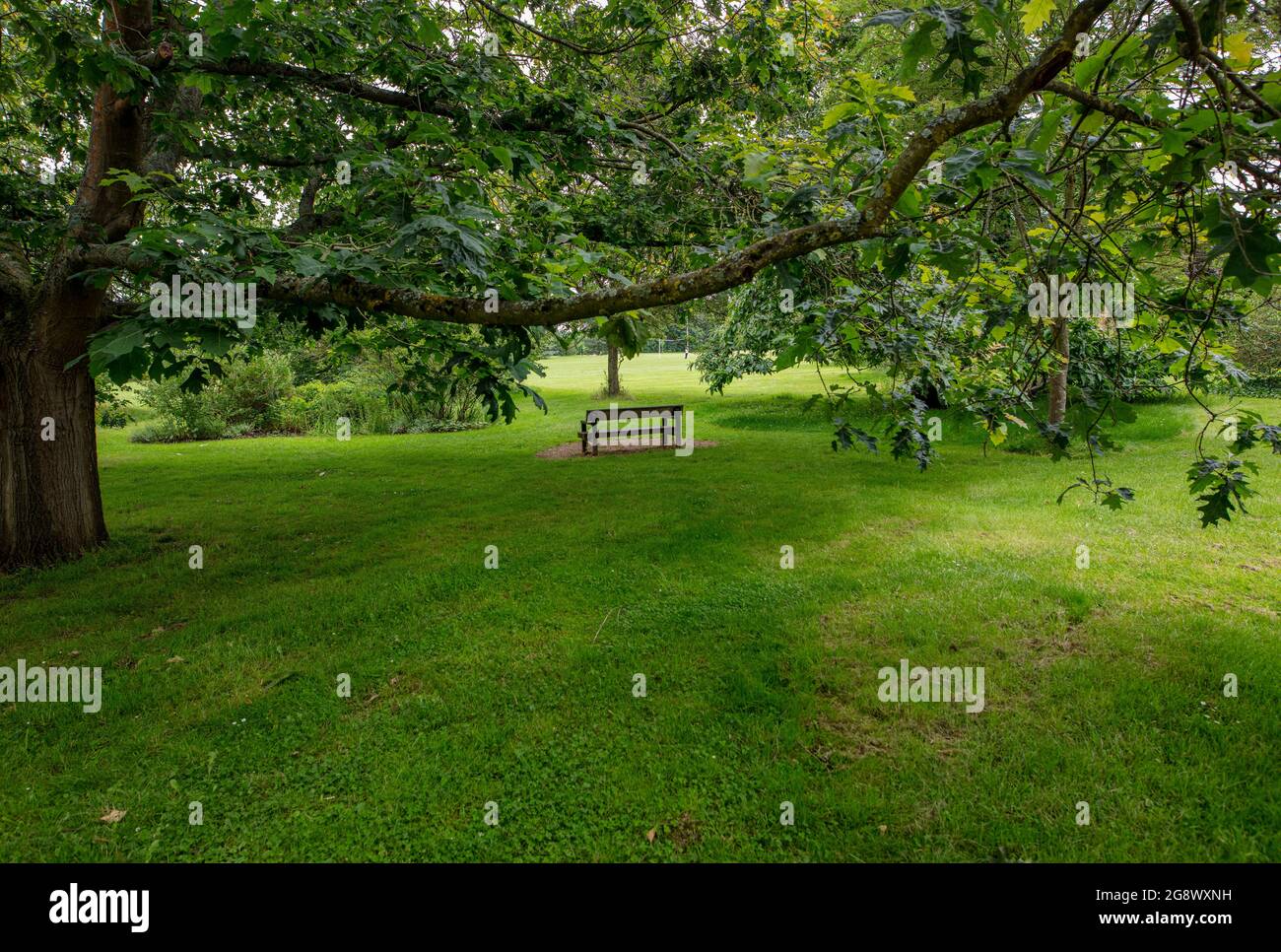 Les parcs universitaires d'Oxford; un banc unique sous un arbre suspendu en milieu d'été Banque D'Images