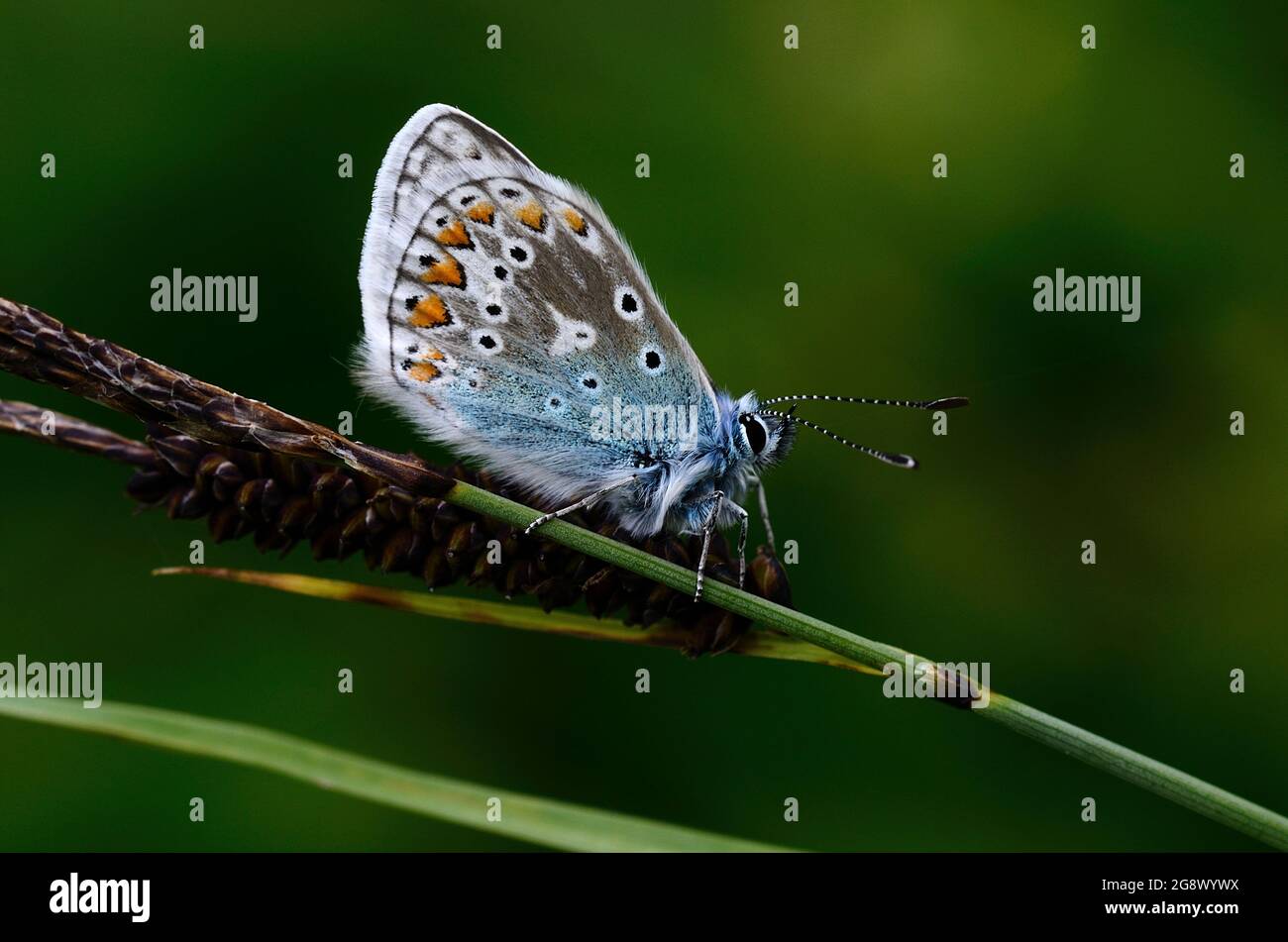 Papillon bleu commun au repos Banque D'Images