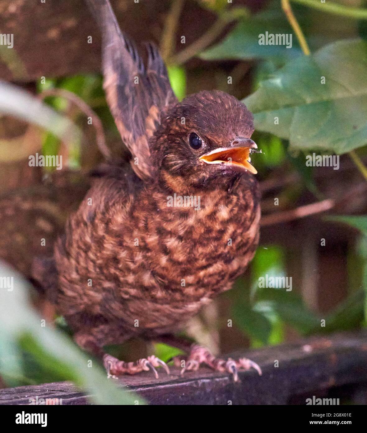 Blackbird naissant se cachant dans la haie d'un jardin urbain attendant que les parents le nourrissent. En juillet donc probablement deuxième ou troisième couvée. Banque D'Images