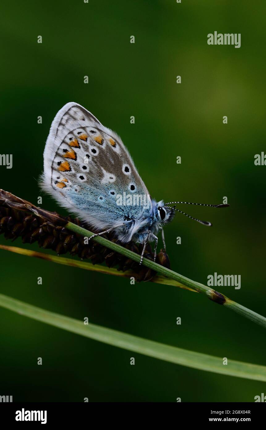 Papillon bleu commun au repos Banque D'Images