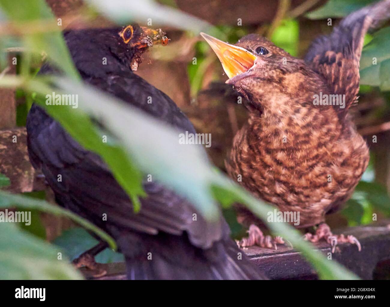 Blackbird naissant se cachant dans la haie d'un jardin urbain alimenté par des insectes par des parents mâles. En juillet donc probablement deuxième ou troisième couvée. Banque D'Images