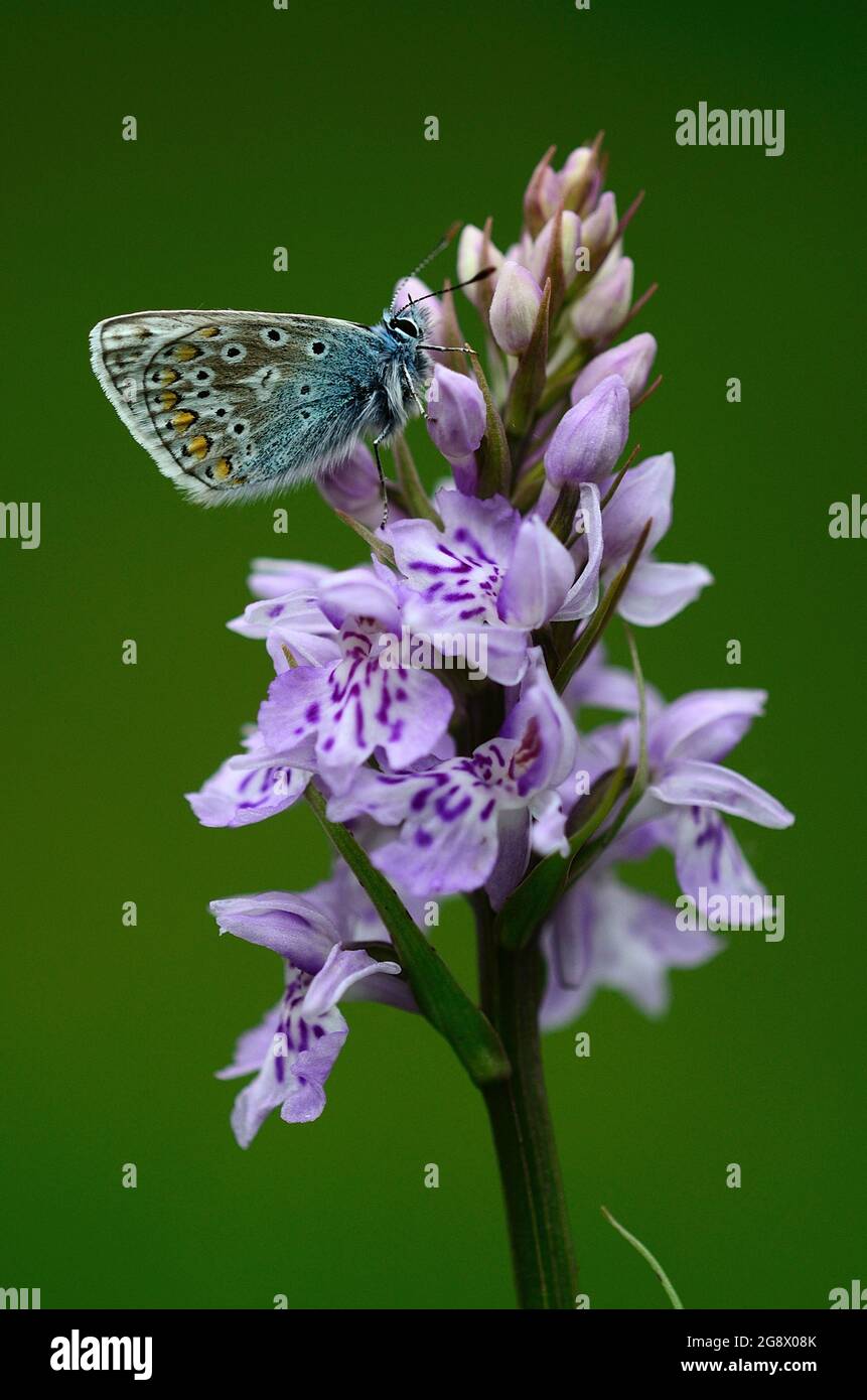 Papillon bleu commun au repos Banque D'Images