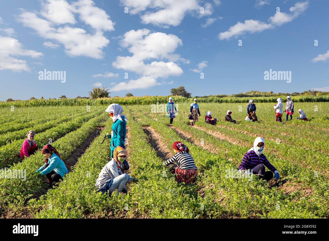 Femmes locales dans le domaine agricole à la périphérie de Samarkand, en Ouzbékistan Banque D'Images