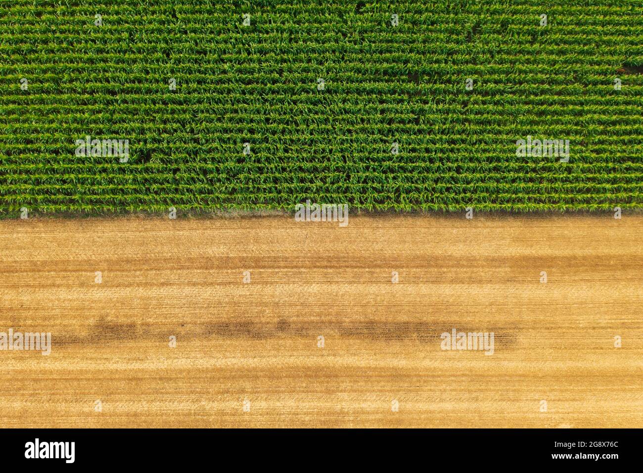 Vue aérienne des rangées de maïs près du champ de blé récolté. Paysage agricole. Banque D'Images