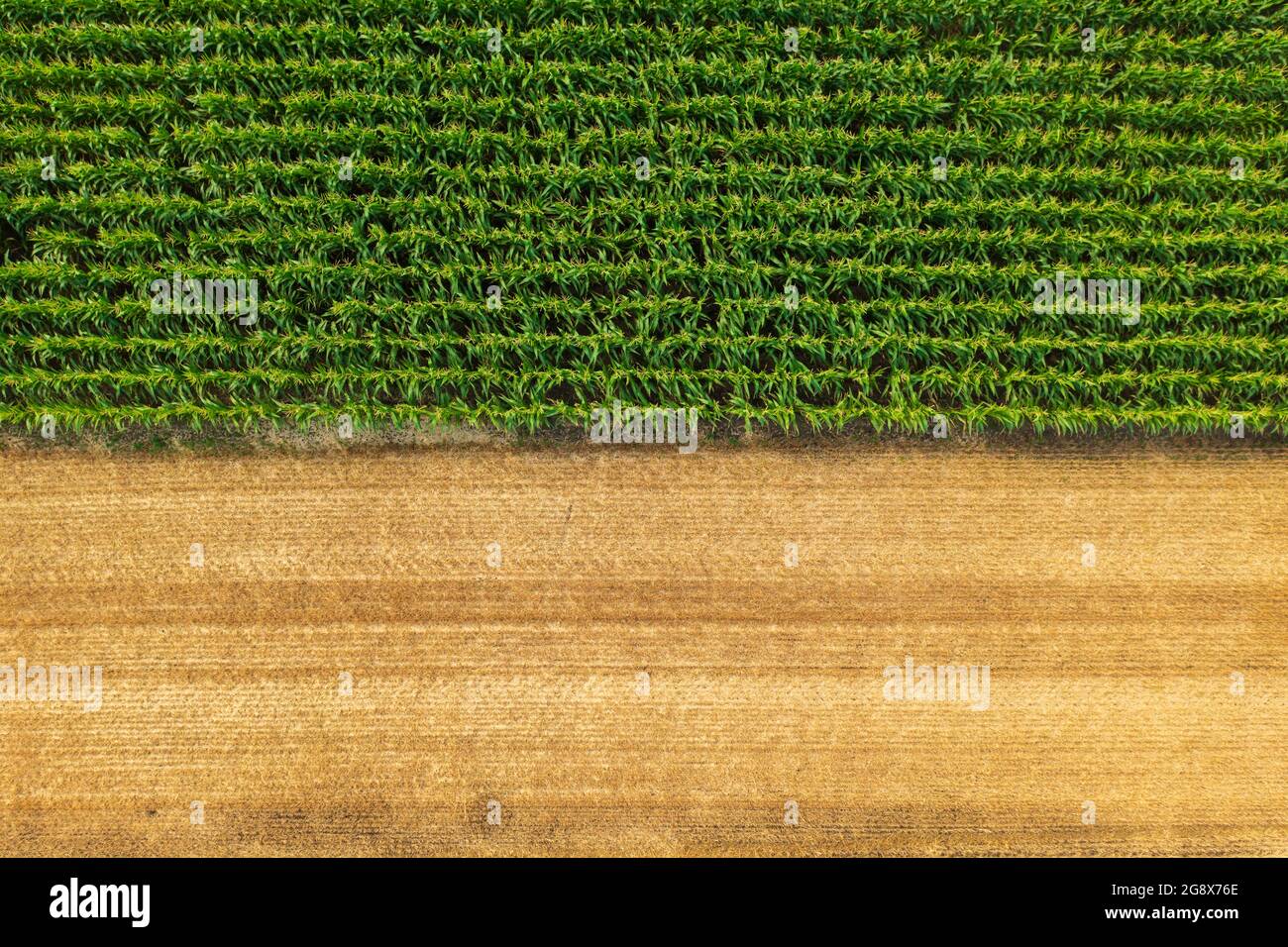 Vue aérienne des rangées de maïs près du champ de blé récolté. Paysage agricole. Banque D'Images