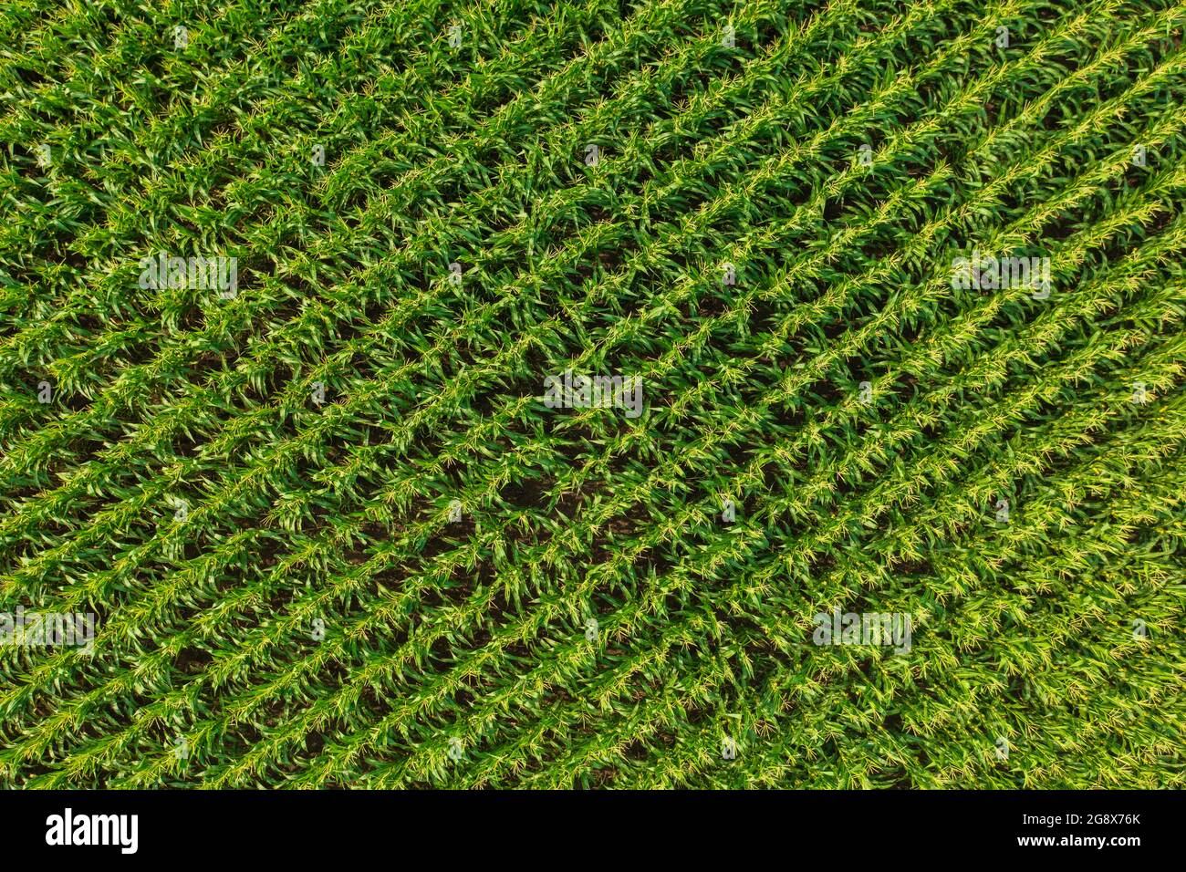 Vue aérienne en haut et en bas des rangées de maïs sur le champ agricole à la campagne. Banque D'Images