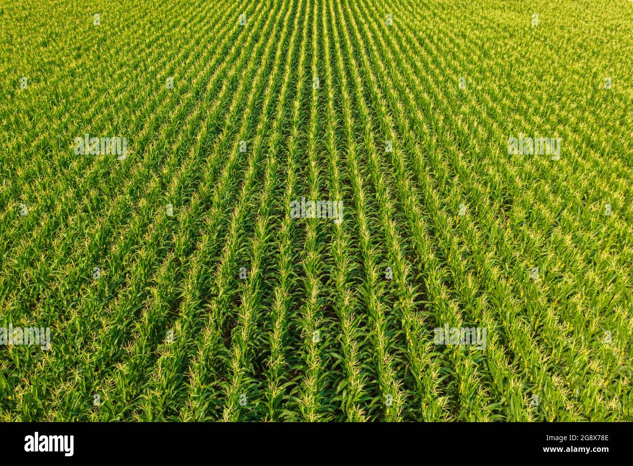 Vue aérienne des cultures de maïs cultivées sur le terrain agricole à la campagne. Banque D'Images