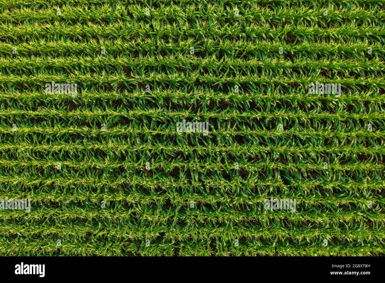 Vue aérienne en haut et en bas des rangées de maïs sur le champ agricole à la campagne. Banque D'Images