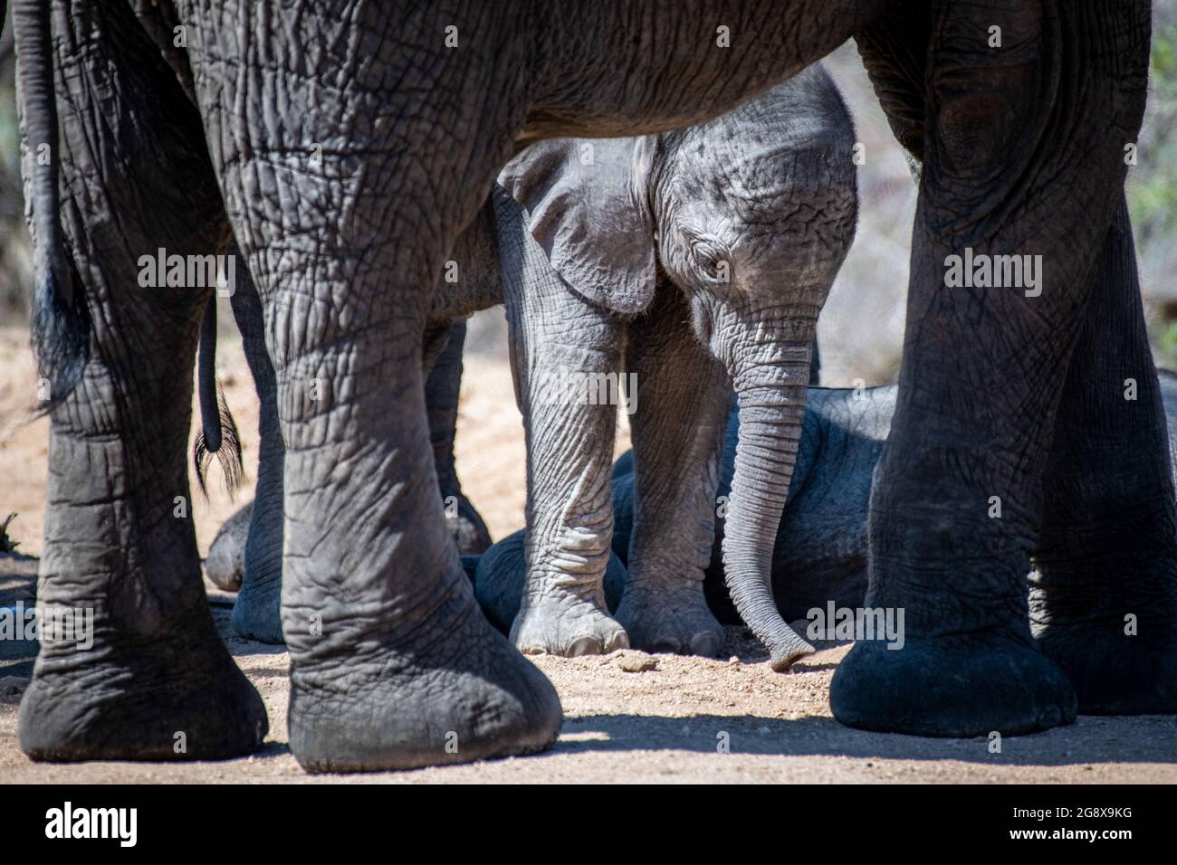 Un veau d'éléphant, Loxodonta africana, se tient sous les jambes d'un adulte Banque D'Images