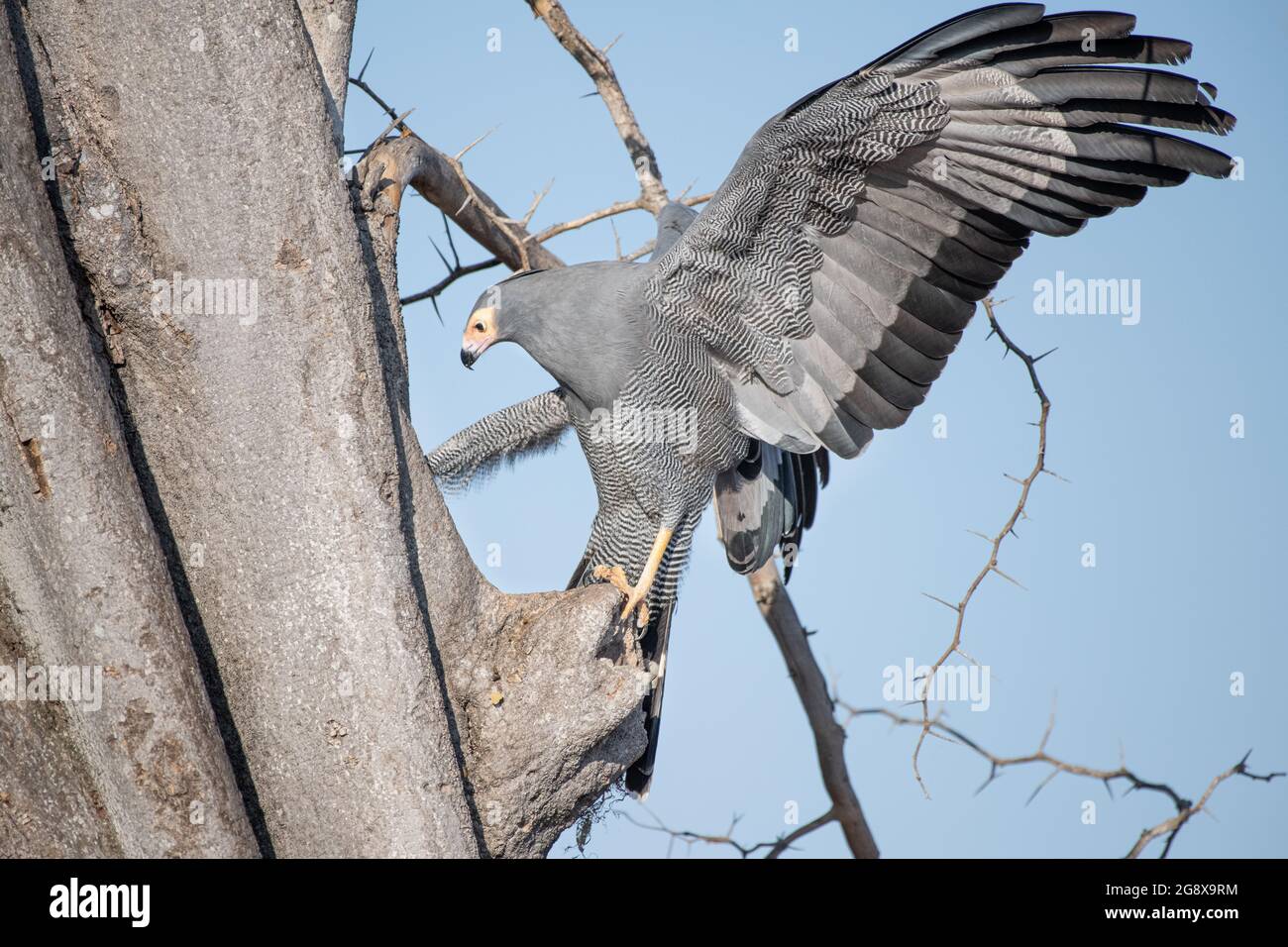 Un harrier-faucon africain, Polyboroides typus, s'accroche à un arbre Banque D'Images