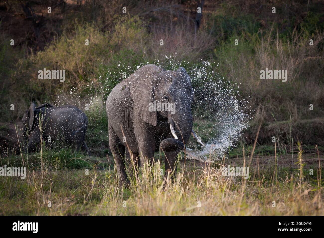 Un éléphant, Loxodonta africana, pulvérise de l'eau de son tronc dans un lit de rivière Banque D'Images