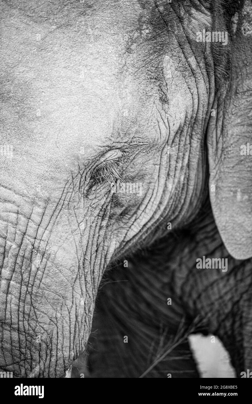 La tête d'un éléphant, Loxodonta africana, oeil fermé, en noir et blanc Banque D'Images
