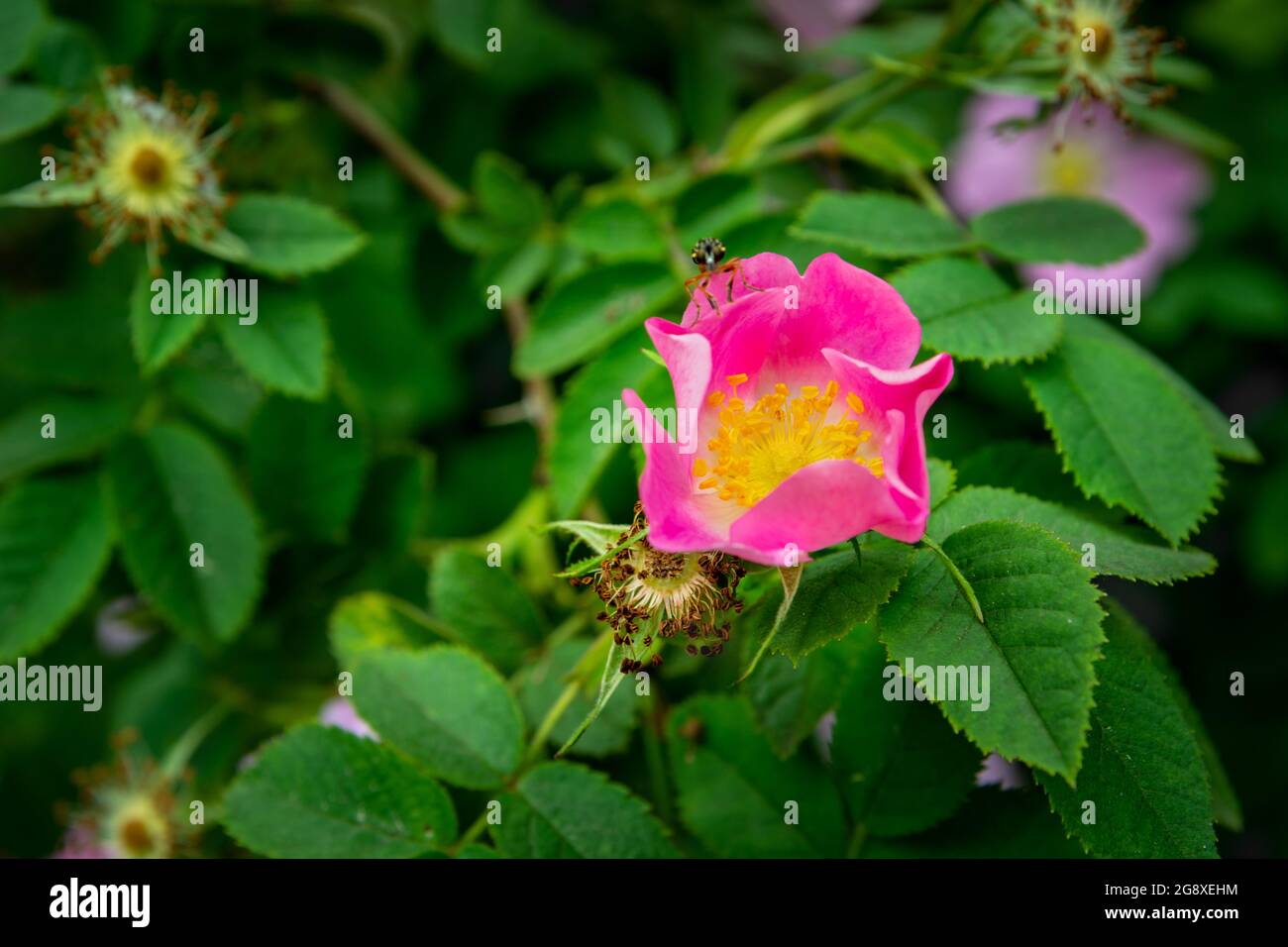 Fleur rose de rosehip parmi les feuilles vertes, le jour du printemps Banque D'Images