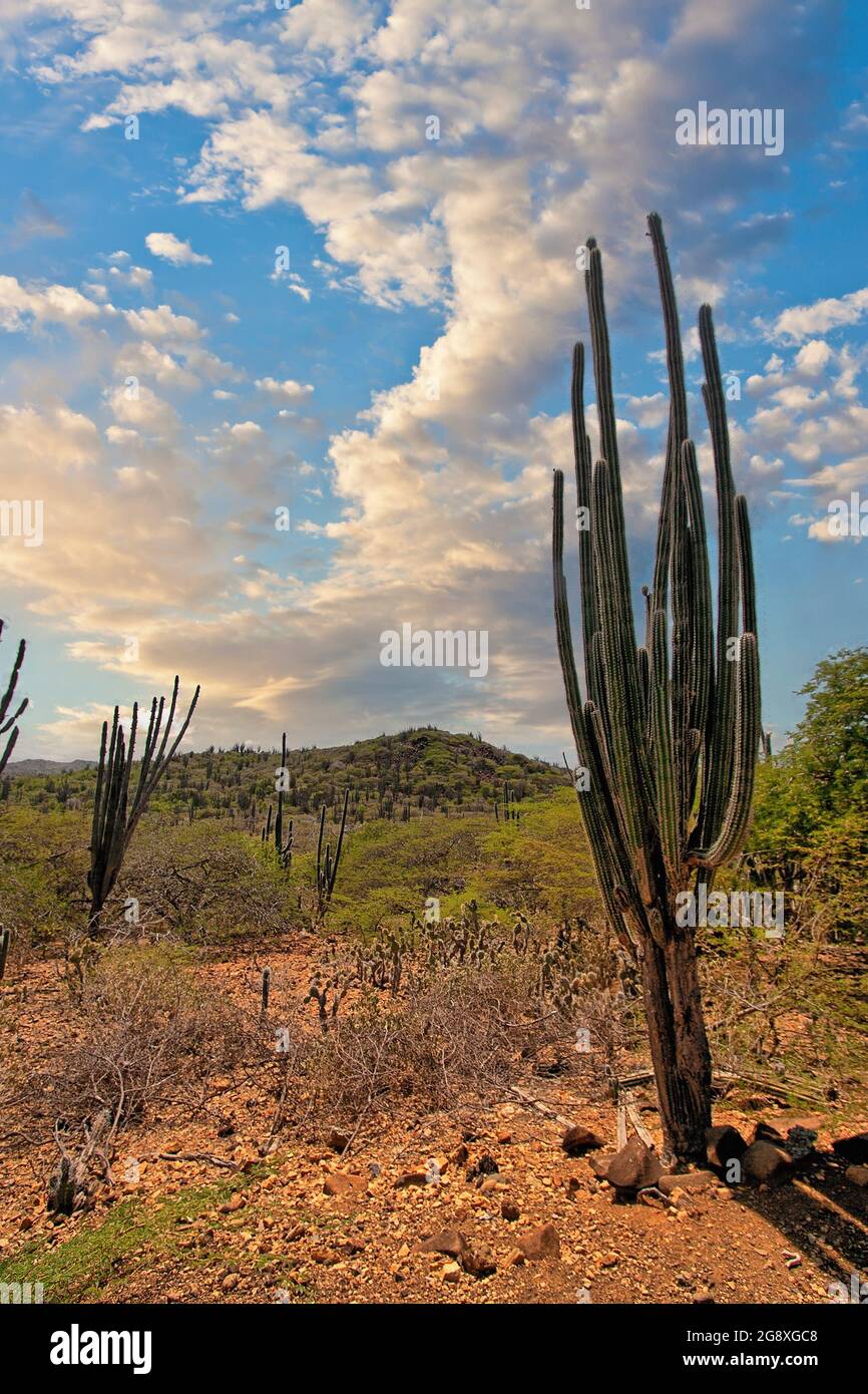 Le parc national de Washington Slagbaai est un parc national et une réserve écologique situé dans la partie nord-ouest de l'île de Bonaire dans les Caraïbes Netherl Banque D'Images