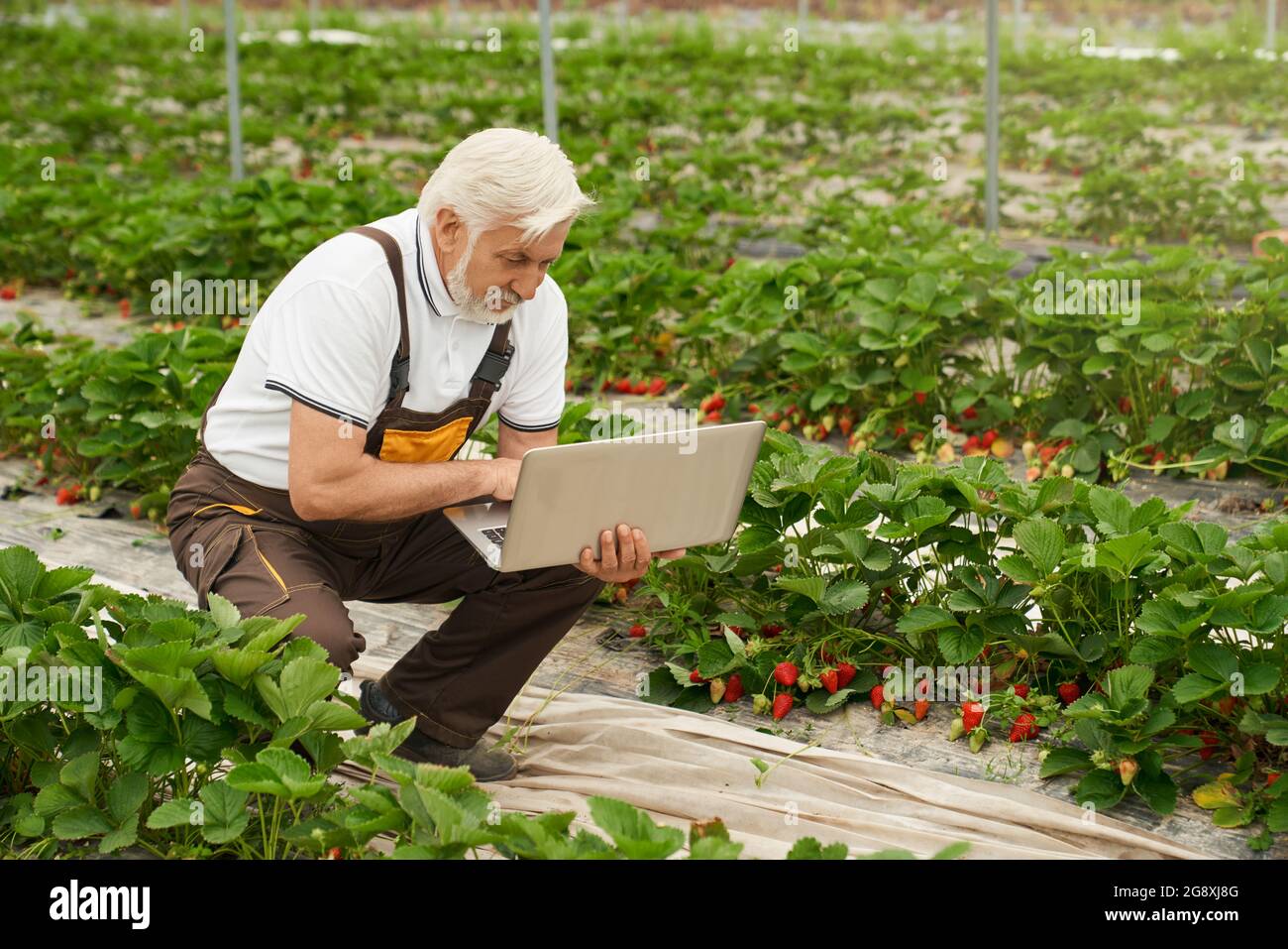 Vue de face de l'homme senior à la recherche d'informations sur les fraises dans un ordinateur portable dans une serre moderne. Concept de processus de recherche de nouvelles informations utiles dans la grande serre. Banque D'Images