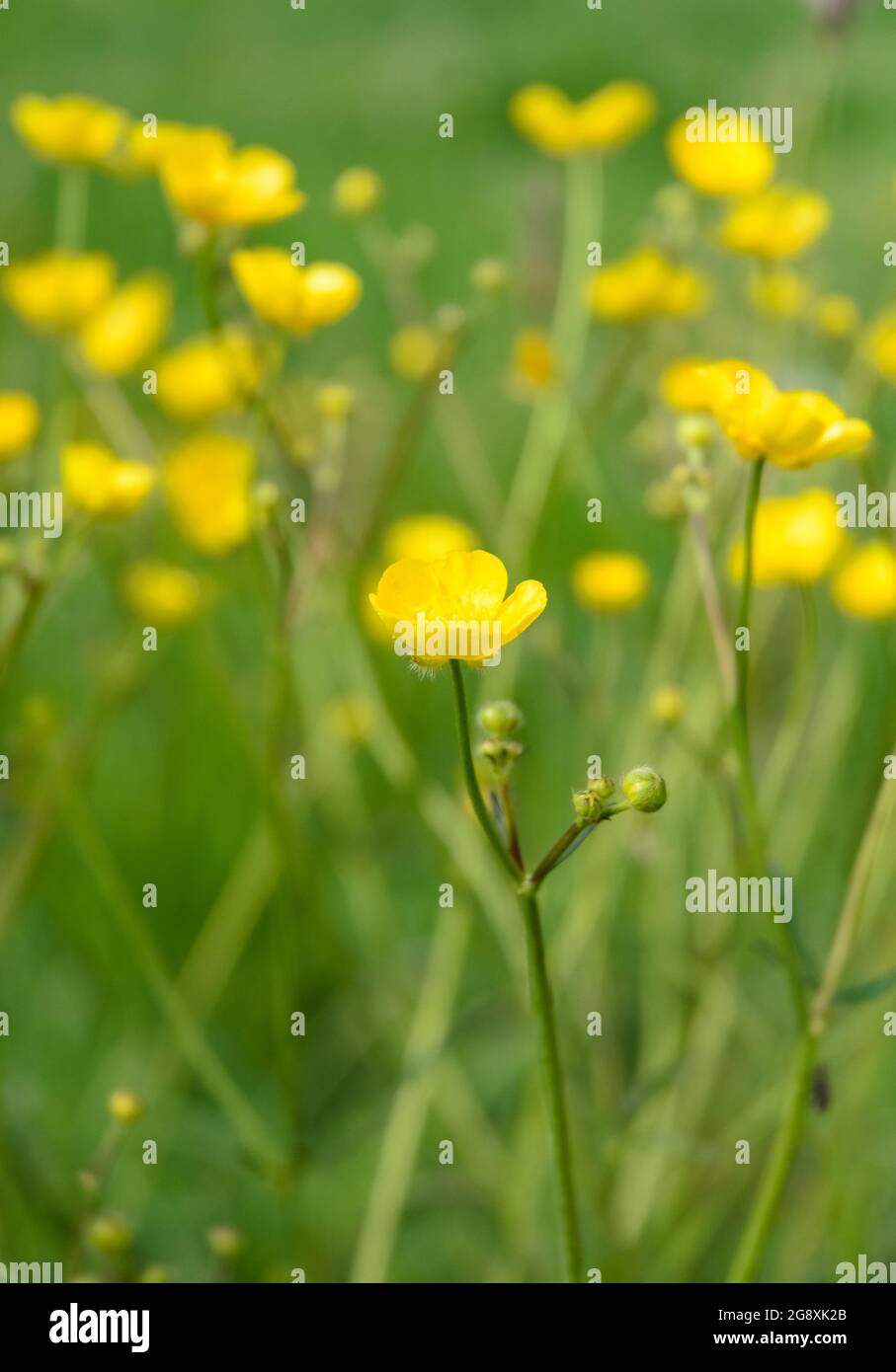 Ranunculus acris, fleur de buttercup jaune, connue sous le nom de buttercups, makworts et crowfoots d'eau dans la campagne en Allemagne, en Europe Banque D'Images