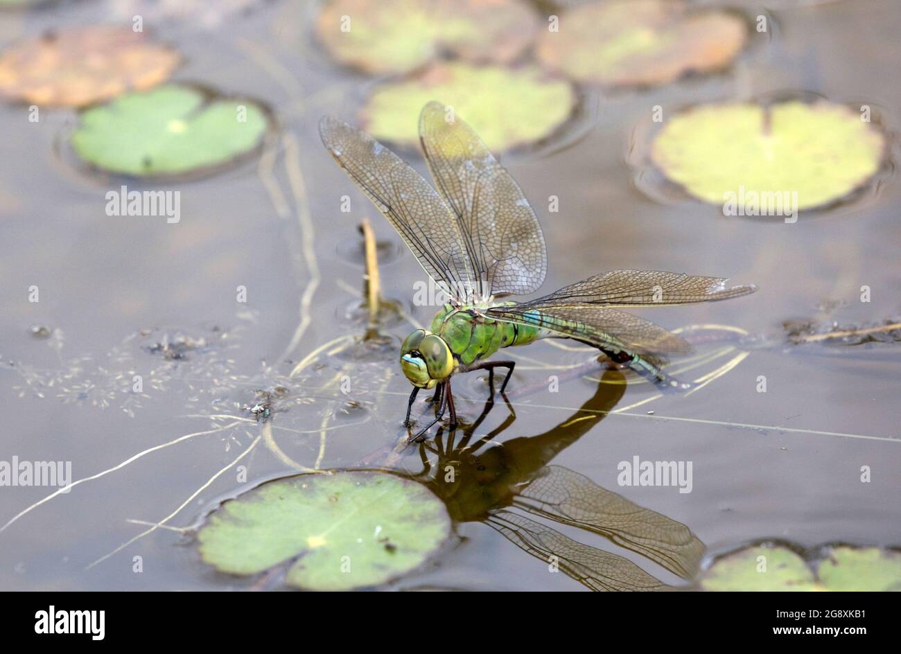 Femelle unique Emperor dragonfly Anax imperator; pond dans un petit étang, Cotswolds, Royaume-Uni Banque D'Images