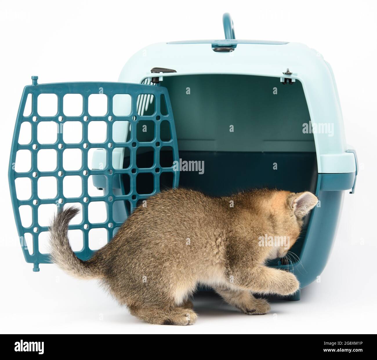 Le Petit Chaton Ecossais Chinchilla Droit Eleve Marque Sur L Or Se Trouve Sur Un Fond Blanc Et Une Grande Cage De Support En Plastique Pour Les Chats Et Les Chiens Sur Le B