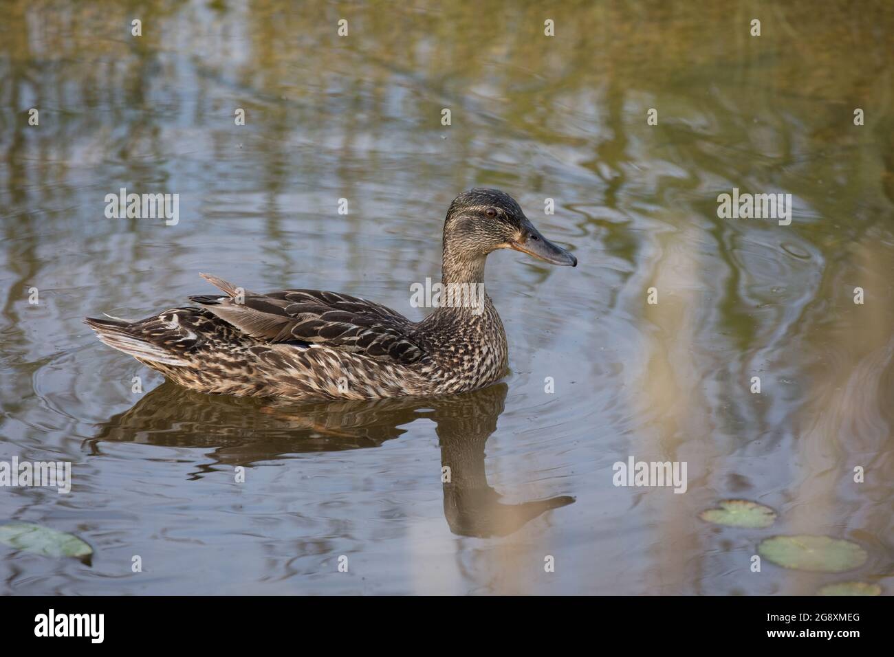 Femelle canard colvert Anas platyrhynchos nageant sur l'étang avec refelction dans l'eau UK Banque D'Images
