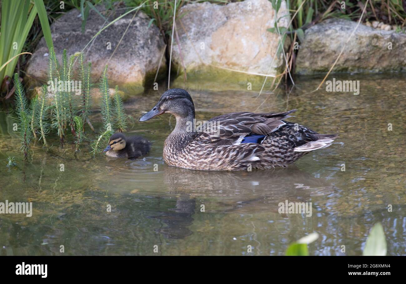 Femelle canard colvert Anas platyrhynchos nageant sur un étang avec jeunes canettes Banque D'Images