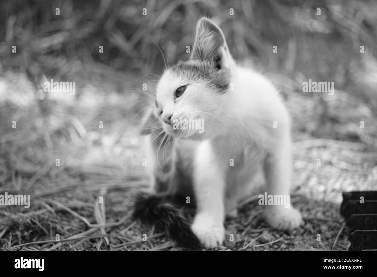 Patte Blanche Pour Chaton Raye Derriere L Oreille Portrait De Gros Plan Exterieur Puces Et Tiques Chez Les Animaux Domestiques Photo En Noir Et Blanc Photo Stock Alamy